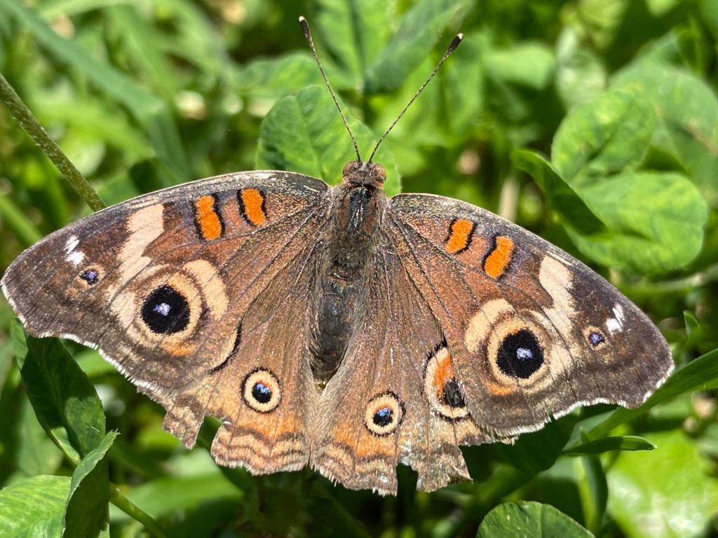 Close up from above of a Common buckeye buttefly, Junonia coenia, prching with wings extended. The rear margins of the wings contain a row of large and small iridescent and ringed eye spots, and the forward margins have a pair of vertical orange stripes. The rear wings and raged and damaged with missing scales and wing surfaces.