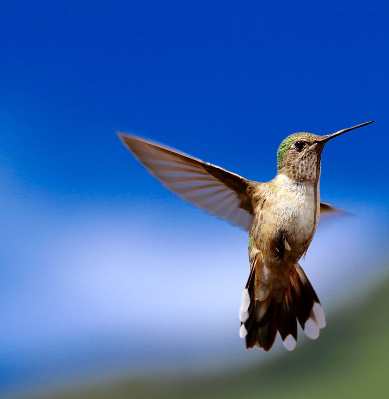 Broad tailed hummingbird in flight showing its contrasting white tipped tail feathers.