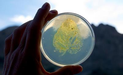 A hand holds up an agar petri dish to the sky with mountains in the background. Growing on the agar are microbes from the impression of a leaf where you can see with high fidelity the shape and veins of the original leaf just from the microbes growing on the plate.