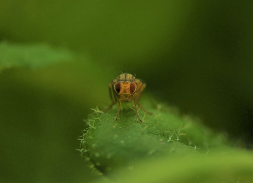 A red-eyed, stripped, Scaptomyza flava fly faces strait forward, its body almost hidden behind its head, standing on a green leaf of a Arabidopsis thaliana plant speckled with small, spine-like trichoid hairs.